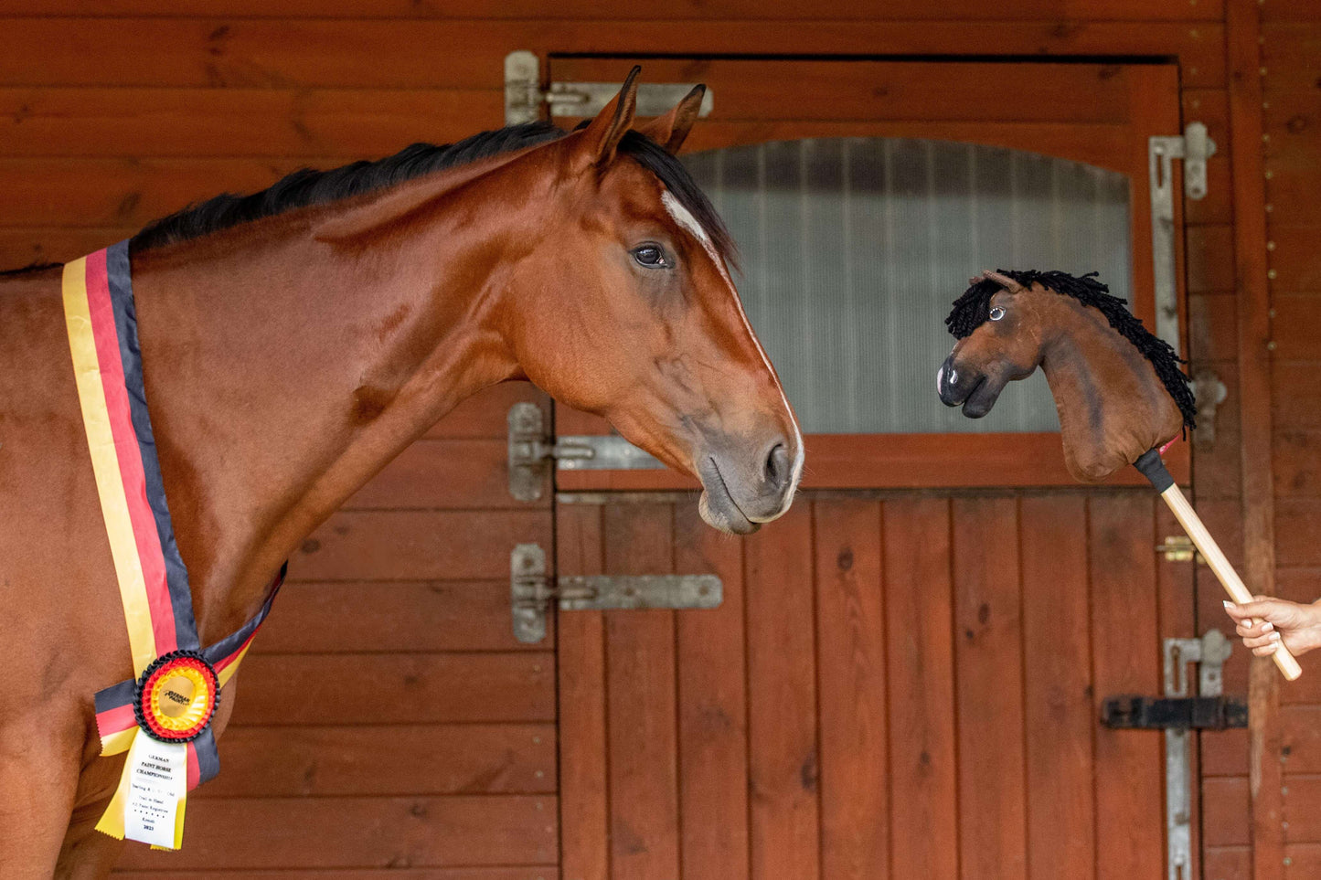 Hnědý kůň s vítěznou stuhou se dívá na hračku Hobby Horse LarDen „Hobby Horse Koník podle fotografie“, kterou drží osoba, před dřevěnými dveřmi stáje.