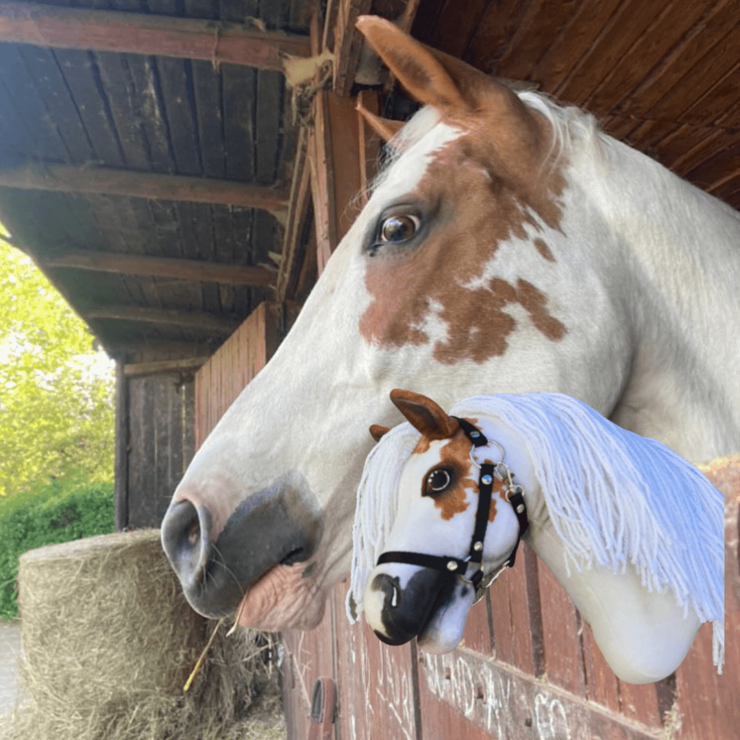 Bielohnedý kôň so zapletenou hrivou vyzerá z drevenej stajne. Pred ním je zákazkový Hobby Horse LarDen „Hobby Horse Koník podľa fotografie“, ktorý sa skutočnému koňovi veľmi podobá.