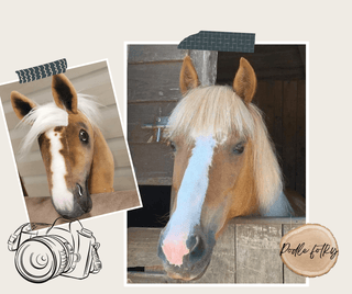 Hobby Horse Koník podle fotografie