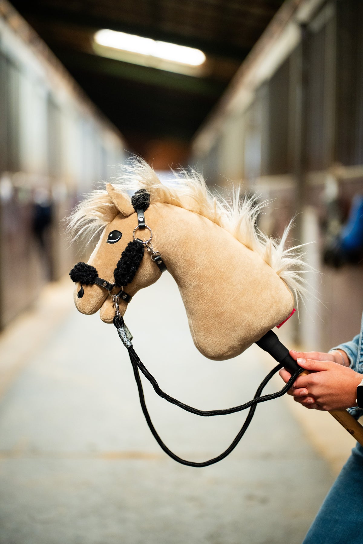 Hobby Horse Dancing Lady s čiernou ohlávkou držaný v uličke stajne s čiernymi oťažami